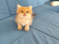 British longhair Silver ve golden yavrular