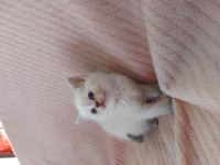Scottish straight kitten