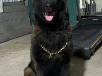 Bayrama Ömürlük Malinois Dostunla Gir