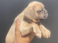 İzmirden french bulldog yavrularımız