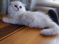Scottish fold dişi