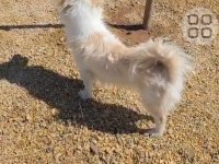 Acil yuva arıyorum köpeğimize