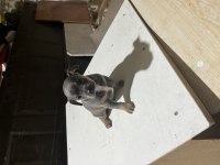 Pinscher şivava