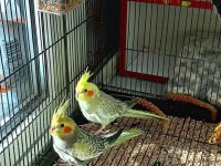 Çift Ve Yavru Sultan Papağanlar