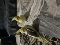 Ele alışkın sultan papağanları