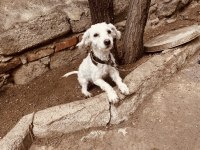 1 yaşında uslu terrier kızımızı sahiplendiriyoruz