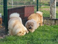 CHOW CHOW (ÇİN ASLANI) YAVRULARIMIZ