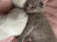 Ayı Surat Scottish Fold Bebekler