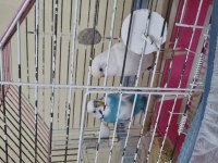 Çift Dişi Albino Mavi Parçalı Erkek Muhabbet Kuşu