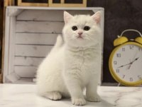 Safkan Brıtısh Shorthair Yavrularım