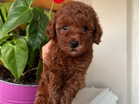 SAFKAN TOY POODLE YAVRULARIMIZ