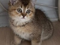 British scottish golden bebekler