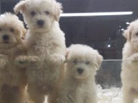 SAFKAN MALTİPOO YAVRULARIMIZ VONALP GARANTİSİYLE