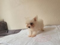 Biblo Bebek Maltese Kızım