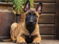 Safkan Belçika Malinois Yavruları