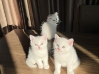 British shorthair ve longhair masmavi göz yavrular