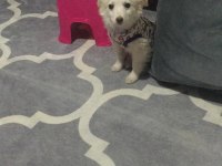 Dünya güzeli köpeğimiz arya