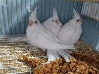 YAVRU - YETİŞKİN SULTANLAR DEĞERİNDE