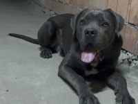 CANE CORSO BLUE ERKEK ORJİNAL EĞİTİMLİ