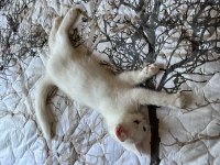Minnos kedim Guzel kizim Sahiplendiriyoruz Esyalariyla
