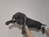 Acil sahiplendirilecek A şecereli cane corso yavrular