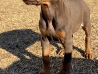 A++ Kalite Anne Baba Şecereli Doberman Yavrular
