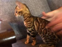 Dişi bengal