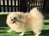 YETIŞKIN ERKEK POMERANİAN BOO