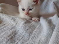 British shorthair yavru kedilerini 2 aylık