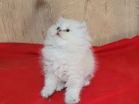 MÜKEMMEL BRİTİSH LONGHAİR DİŞİ YAVRULAR