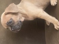 French bulldog erkek yavrumuz
