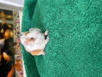 Renk renk guineapig bebekler