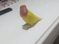 Papağanımızı sahiplendiriyorum