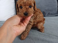 Show kalite tea cup kore poodle yavrularımız