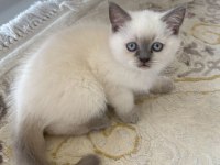 British shorthair bluepoint