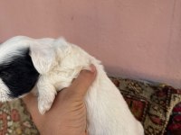 27 günlük köpekler