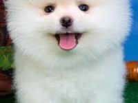 Secereli 40 günlük pomeranian boo