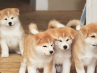 AKITA İNU YAVRULARIMIZ HAZIRDIR