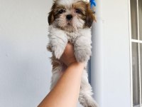 Güzeller güzeli shih tzu bebekler