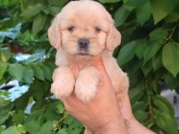 Mağazamızdan uyguna emsalsiz güzellikte maltipoo