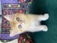 Dünya Tatlısı Golden Yavru British Shorthair
