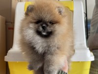 Yasal ruhsatlı çifrlikde ziyarete açık teddy pomeranian