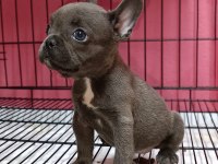 French Bulldog blue