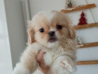 Minicik pekinez bebek köpekler