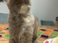 6 Aylık British Shorthair Lilak