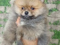 Pomeranian Yavrular İçin Ulaşabilirsiniz
