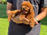 Toy Poodle Bebekler