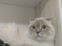 Mavi boncuk kedimiz