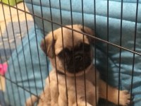 Dişi Pug Yavru Köpeğimiz