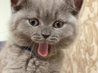 British shorthair yavru kedilerimiz
